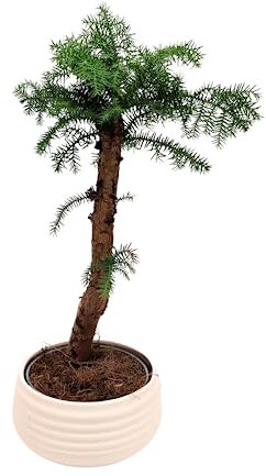 Zimmerpflanze Araucaria Cunninghsmii P17 Bonsai Tolles Geschenk (Weiss)