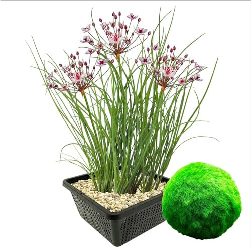 vdvelde.com - Schwanenblume - 4 Stück + 5 Oxygenierende Mooskugeln gegen Algen - - Kombi-Set- 9 Pflanzen- Platzierung: 0 bis -20 cm