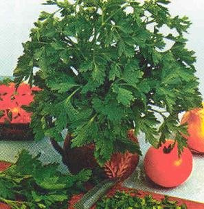 Parsley Hamburg Root Petroselinum cr. tuberosum 10,000 Seeds