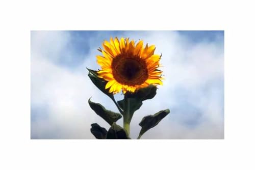 Pcs - 40x Tournesols King Kong Helianthus Semences Jardin Plantes - Graines K339 - Seeds & Plants Shop by Ipsa