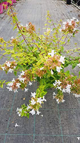Abelia X grandiflora 'Kaleidoscope' / Abelie à grandes fleurs naine panaché/Conteneur de 3 à 4 litres