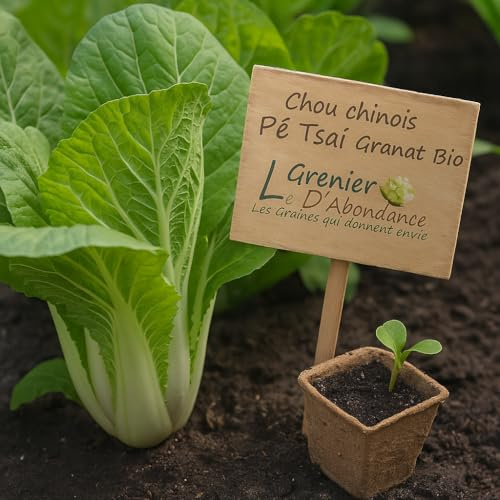 100 graines Bio à semer - Le Grenier d'Abondance - Chou chinois Pé Tsaï Granat - Certifié AB - Brassica Rapa