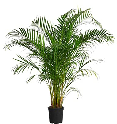 PLNTS - Dypsis Lutescens - Zimmerpflanzen, Pflanzen Echt, Nachhaltige Verpackung - 24cm Topf - Höhe 150cm - Direkt von der Gärtnerei