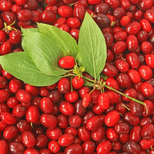 Semillas de cornalina, arbustos resistentes Cornus officinalis, silvestres semillas de variedades antiguas perennes 100pcs