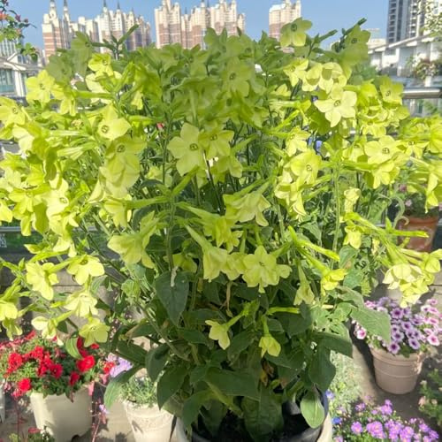 semi di tabacco, resistenti biologici balcone Perenni 50pcs