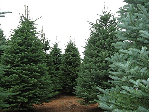Noble Fir, Abies procera, (Abies nobilis), Tree Seeds (30 Seeds)