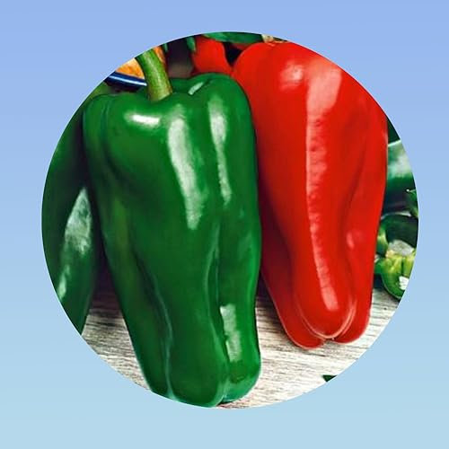 Planète graines - 2 grammes de poivron doux d'espagne - environ 330 graines - Capsicum annuum