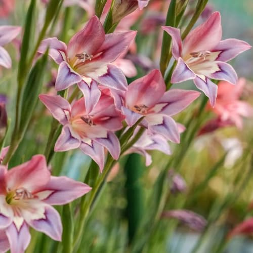 gladioli autunnali resistenti per zone soleggiate decorazione rari 15bulbi