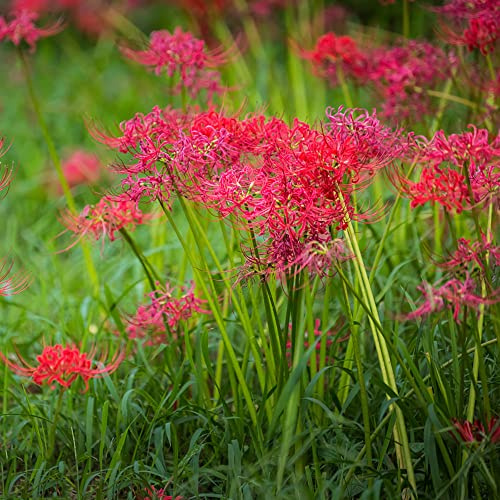 Lirio araña - Lycoris radiata jardín balcón 4bulbos