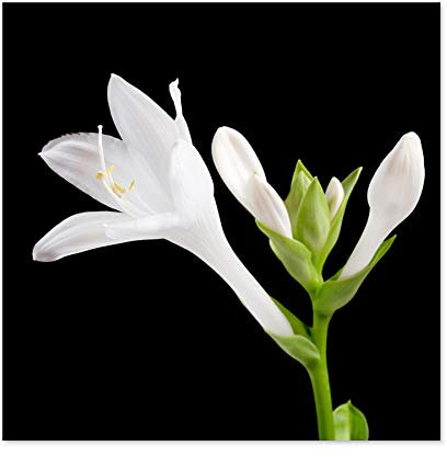 Artery8 DeSousa Hosta Plantaginea Plantain Lily Flower Photo Large Wall Art Poster Print Thick Paper 24X24 Inch
