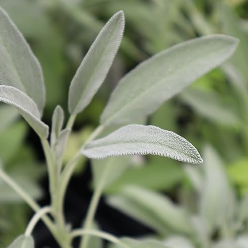 Sage Herb Vegetable Seeds Salvia officinalis Variety Approx. 50 Organic Seeds