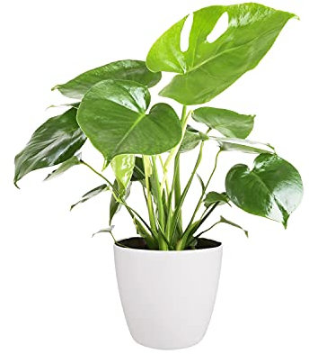 Monstera Cheese Plant 40-50cm in Height - Includes White Indoor Pot