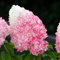 Pink and Rose (2 plantes) Hortensias Paniculata résistants à l'hiver, Véritables plantes d'hortensias de jardin de Hollande (pas de graines), Plantes vivaces pour pots et balcons