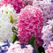 Bloomique - Mélange de 10 - Jacinthe - Jacinthe - Mélange de Couleurs - Bulbes à Fleurs - Floraison Printemps - Plantes Vivaces - Pousse jusqu'à 20-25 cm