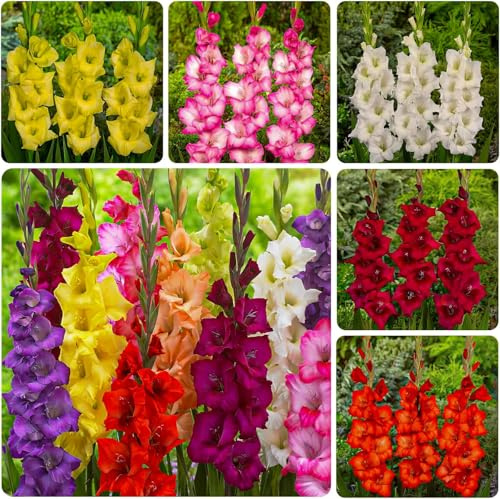 Bulbi Fiori Perenni da Esterno - 50 Bulbi Gladiolo - Mix di 7 Varietà - Grandi Piante - Piante Esclusive dall’Olanda - per giardino e vaso (senza semi, non artificiali e resistenti)