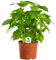 Coffea Arabica – 1 x Caféier Luisant pour la Maison ou le Bureau en Pot