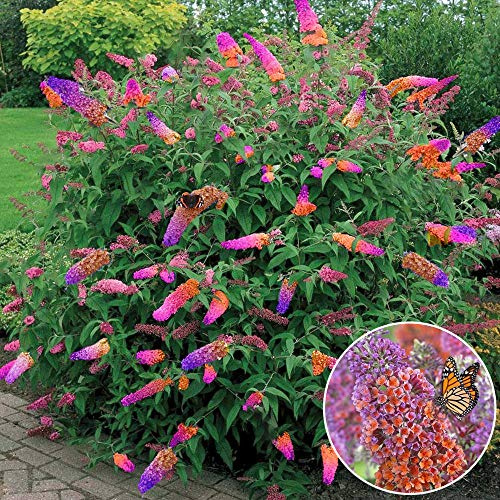 3 x Gardeners Dream Schmetterlingsflieder Winterhart 'Flower Power' - Buddleia Sommerflieder Winterhart Strauch - Vierfarbige Flieder Pflanzen im 17cm Topf - Immergrüne Pflanzen