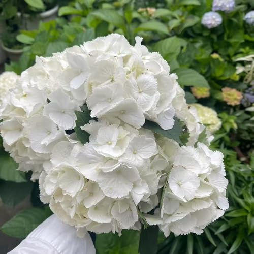 Semi di ortensia, Aiuole rialzate per il giardino Vecchie varietà resistenti tappezzanti in vaso rialzata biologici esterno arredamento del 10pcs