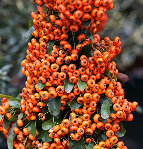 Feuerdorn Saphyr Orange 40-60cm - Pyracantha