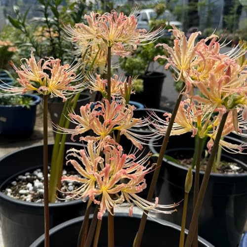 Lirio araña - Lycoris radiata de jardín de balcón Parterres 3bulbos
