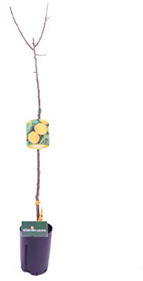 Pianta di albicocca Albero di albicocca Pianta da frutto di albicocca in vaso Albero da frutto di albicocche età 2 anni Pianta vera venduta da eGarden.store (Pellecchiella)