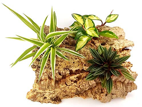 POWERS TO FLOWERS - CORTECCIA DI SUGHERO CON HOYA TRICOLOR, PEPEROMIA ROSSO, CHLOROPHYTUM FALANGIO, piante vere