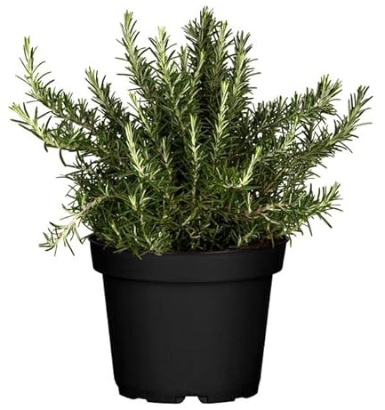 DECOALIVE Romero Planta Natural para Huerto Urbano