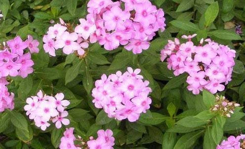 Seeds Fresh Annual Phlox Mix 50 semi Phlox drummondii Facile Grow Garden