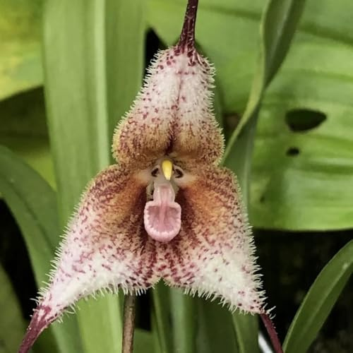 affen orchidee, dracula simia, wiesensaatgut blumensamen mehrjährig winterhart affengesicht orchideen blumenwiese, steingartenpflanzen winterhart 250samen