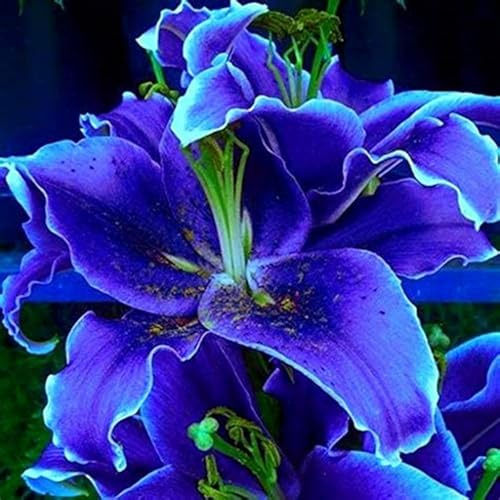 Lilium tuberi mix di cipolle,gigli in vaso,cipolle perenni,decorativi,grazia,gigli a cipolle resistenti all'inverno,ottima decorazione-4pezzo-D