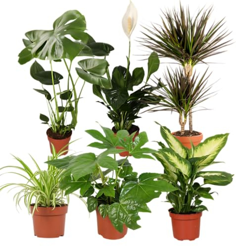 Impianto Plus - Set di 6 purificatori d'aria, Monstera, Spathiphyllum, albero del drago, Dieffenbachia, erba di zebrata, fatsia, Ø 40 – 70 cm, qualità professionale