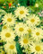 Leucanthemum x superbum 'Sonnenschein' 9x9 cm Topf – Winterhart, Mehrjährig, Pflegeleicht – Margerite – Staude für Beet & Garten