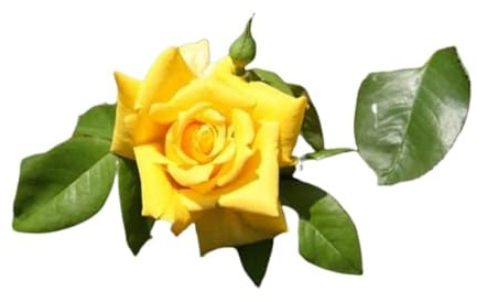Rosal de Flor Grande Amarillo Natural una Pincelada de Color para tu Patio