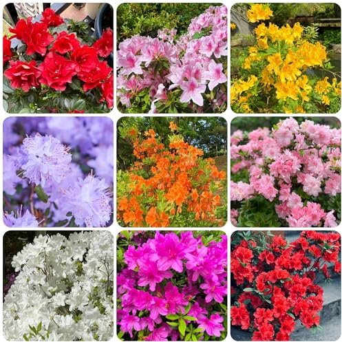 semillas de rododendro, interior azalea Decoración jardín para exterior, balcón silvestres balcón, cortadas 60pcs