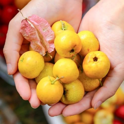 weißdorn seltene, indoor weißdorn bio obstsamen, winterfeste balkon, winterharte kübelpflanzen topfpflanzen 125samen