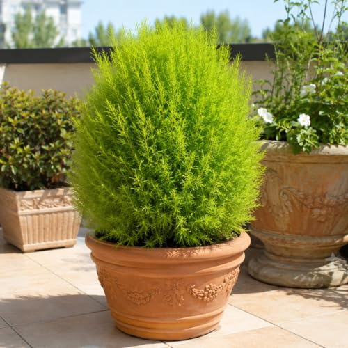 Semi di Kochia Cipressino – 300 Semi Selezionati Kokia, Pianta Ornamentale Cochia Annuale a Portamento Compatto, Ideale per Aiuole, Bordure, Vasi, Cochia Siepi Decorative e Giardino