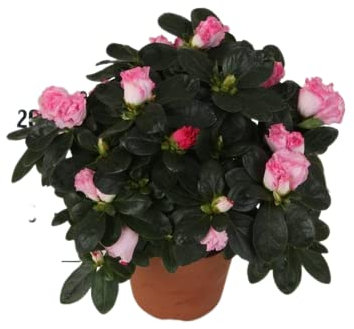 Azalea Planta Natural: Una Inversión en la Belleza y la Tranquilidad