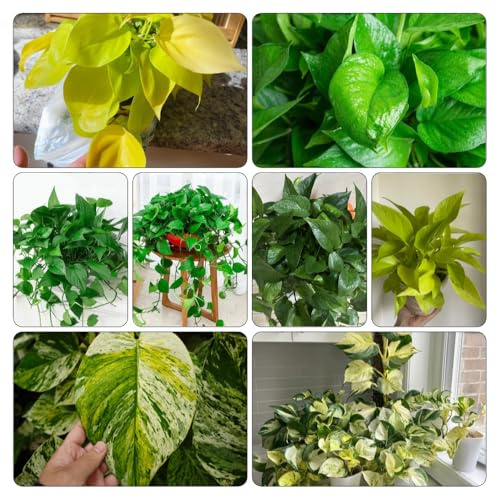efeutute zimmerpflanze kräuterpflanzen winterharte kübelpflanzen bonsai wildkräuter balkonpflanzen winterhart steingartenpflanzen kräuterbeet indoor gartenkräuter pflanzendeko 500samen