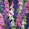 Haloppe 1000 Unids Consolida Ajacis Flores Semillas de Plantas para Plantación de Jardín en Casa, Semillas de Delphinium Regalo Anual de Jardinería Semillas de Larkspur para Exteriores 1000 piezas