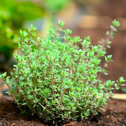 semillas resistentes de sedum raras, decoración de sala de estar, sedum Decoración, para lugares soleados, resistentes, 35pcs