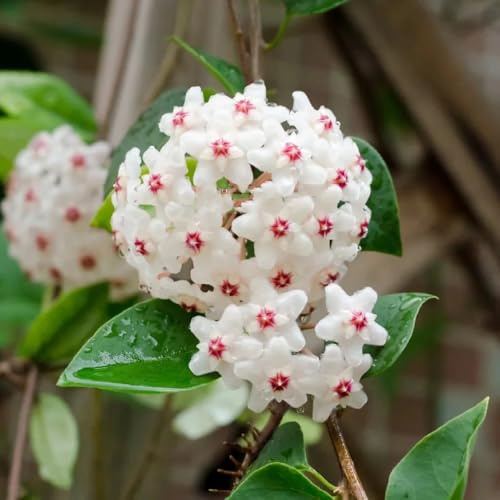Semi di Hoya, Le da giardino roccioso sono resistenti Hoya carnosa - rampicanti per luoghi soleggiati 300pcs