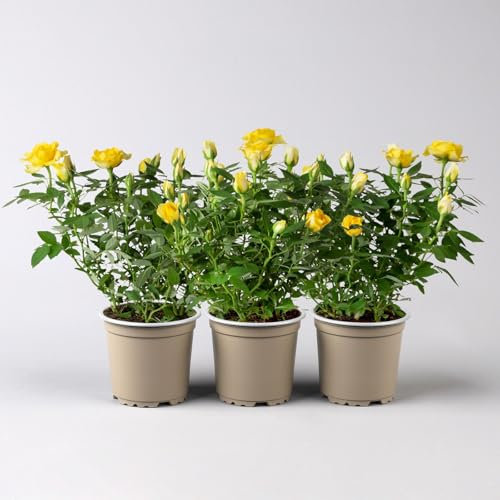 Rose 'Golden Aloha Kordana® Classic' gelb, Topf-Ø 10,5 cm, 3er-Set