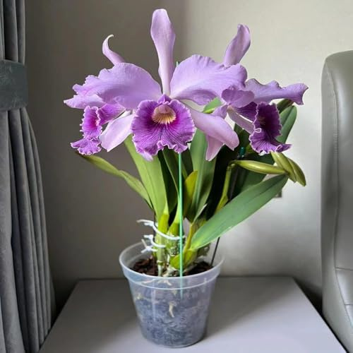 350samen orchideen - wiesensaatgut Cattleya zimmerpflanzen frühlingsblumen steingartenpflanzen winterhart, bodendecker winterhart mehrjährig,