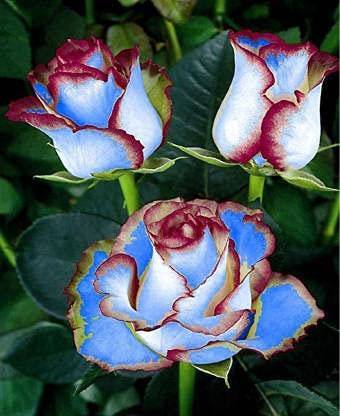 Graines De Fleurs De Rosier Hybride De Thé Double Delight De Couleur Bleue Et Marron Paquet De 100 Graines