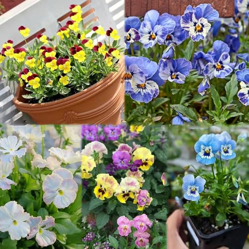 semillas de pensamiento prado perenne resistente resistentes para el jardín - Serie semillas raras - de interior 35pcs