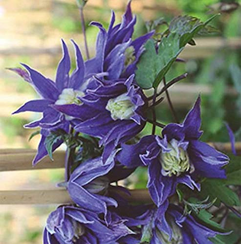 Frühe Alpen Waldrebe 40-60cm - Clematis macropetala - lebende Gartenpflanze aus den Baumschulen