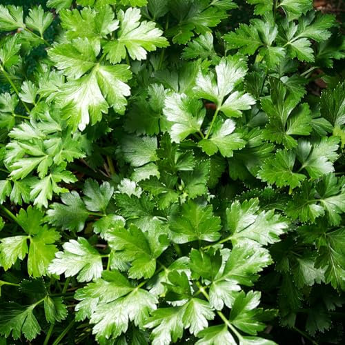 Carbeth Plants - Herb Plants - Grow Your Own Herb Garden - Parsley Flat Leaf Plant in 13cm Pot - Ideal for Cooking and Salads
