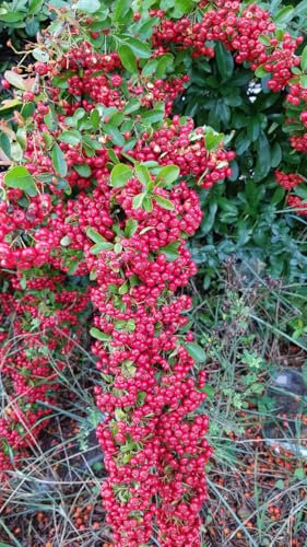 Pyracantha coccinea 'Red Column' / Buisson ardent rouge/Conteneur de 7 à 10 litres