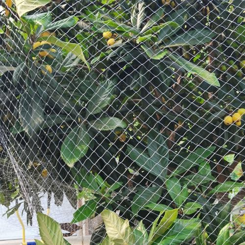 Filet anti-oiseaux pour arbres fruitiers, 10 x 10 m en maille de nylon pour myrtilles et fraises, filet de treillis de jardin robuste, protège les plantes contre les oiseaux et les parasites