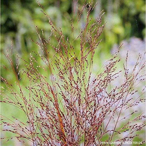 GARTEN SCHLÜTER® Garten-Ruten-Hirse 'Squaw' - 3 Liter - Container | Panicum virgatum 'Squaw'